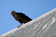 Truthahngeier (14 von 14).jpg